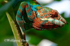 336_blaues-Chamaeleon