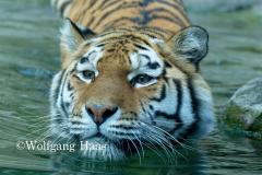 337_Tigerin-im-Wasser
