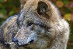340_Wolf