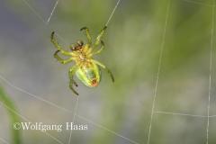 345_kleine-gruene-Spinne