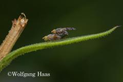 346_Bohrfliege