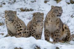 348_Schneeleopardenfamilie