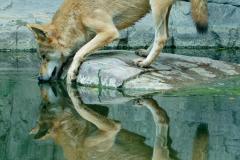 352_Wolf