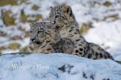 356_Schneeleopardenkinder