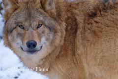 357_Wolf-im-Schnee