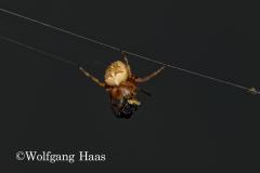 359Spinne-mit-Beute