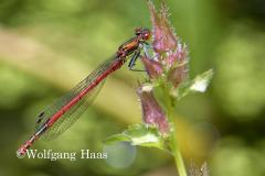 360_rote-Heidelibelle