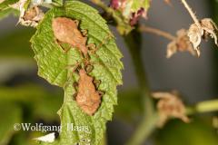 361_Wanzen-auf-Himbeeren