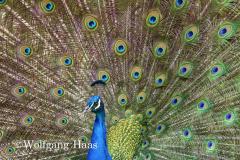 363_Pfau
