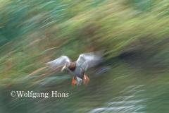 365_unscharfe-Ente-im-Flug