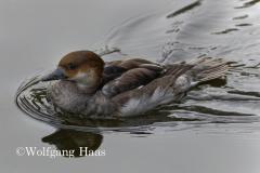 368_Ente-badet