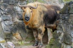 373_Sichuan-Takin