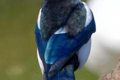 375_Elster