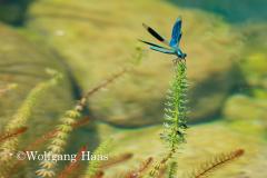 376_blaue-Prachtlibelle