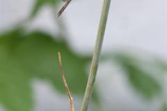 378_Winterlibelle-symetrisch