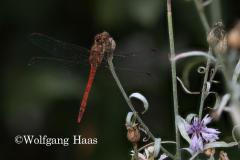 379_Gewoehnliche-Heidelibelle