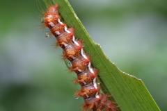 380_Puschelraupe