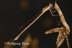 382_Goldene-Libelle
