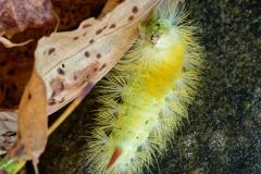 383_Buchen-Streckfuss