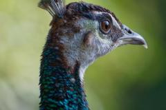 384_Pfau
