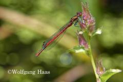 387_rote-Heidelibelle