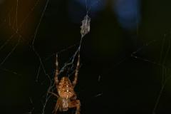 388_Spinne-im-Netz