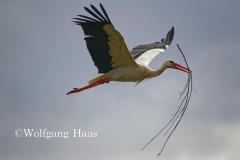 390_Storch-im-Flug