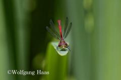 391_Rote-Heidelibelle