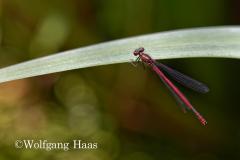 394_Rote-Heidelibelle