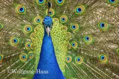 397_Pfau