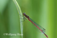398_Rote-Heidelibelle