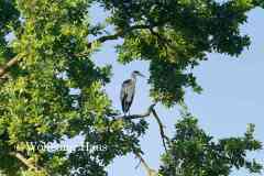 443_Graureiher-im-Baum