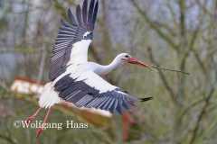 445_Storch-landet-mit-Stoeckchen