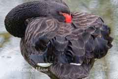 453_schwarzer-Schwan-doest