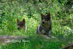 456_Woelfe