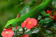 479_gruener-Gecko-an-roten-Blueten