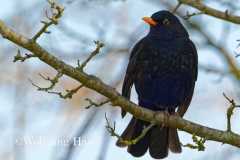 489_Amsel