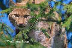 503_Luchs