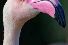 514_Flamingo-Kopf