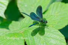 519_Blaufluegel-Prachtlibelle