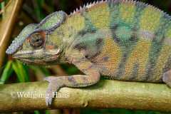 520_blasses-gruen-oranges-Chamaeleon