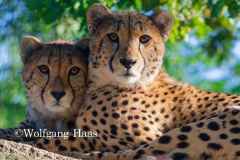 538_junge-Geparden-in-Morgensonne