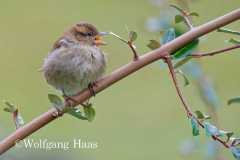 568_Sperling-mit-Zunge