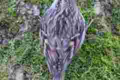 585
